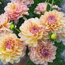 Pin By Jayne Deluca On Wedding 10 17 2020 Dahlias Garden Dahlia Flowers