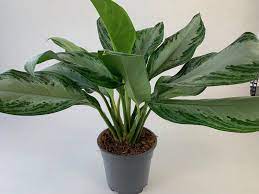 My silver bay is about 3 ft around and has lots of blooms but they dry up and never bloom. Aglaonema Silver Bay Orchideen Wichmann De Highest Horticultural Quality And Experience Since 1897