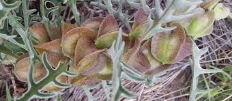 Image result for Pterodiscus elliottii