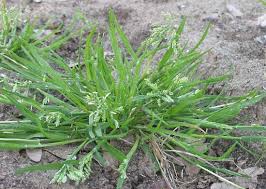 There are a number of potential advantages to using these kentucky x. Bluegrass Plant Britannica