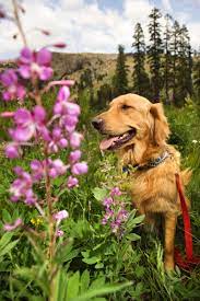 These exotic looking beauties are shaped like little hanging lanterns. Creeper Plants That Are Safe For Dogs