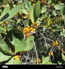 Image result for Pterocelastrus