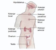 Masalah pada kelenjar pituitari yang paling sering terjadi adalah tumor kelenjar pituitari. Komponen Sistem Endokrin Dan Fungsinya Www Sridianti Com