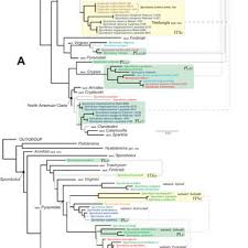 Image result for Sporobolus myrianthus