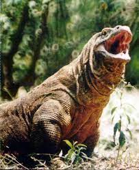 Haiwan terbesar di dunia adalah cacing, khususnya, lineus longissimus yang lebih dikenali sebagai bootworm lace. Komodo Reptil Terbesar Dan Terunik Alamendah S Blog