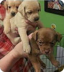 Maybe you would like to learn more about one of these? Pittsburgh Pa Beagle Meet Puppies A Pet For Adoption
