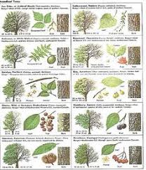 Maybe you would like to learn more about one of these? 22 Tree Bark Identification Ideas Tree Tree Identification Tree Id