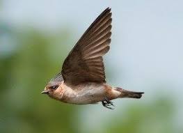 Birds That Make Mud Nests Under Bridges Cave Swallow Swallow Different Birds Ornithology