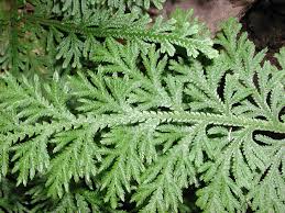 Image result for Selaginellaceae