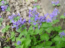 Image result for Coleus calycinus