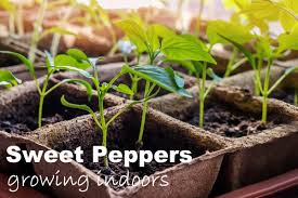 We did not find results for: Indoor Vegetable Garden Tips Starting Vegetable Gardens From Seeds Indoors