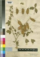 Image result for Crotalaria polysperma