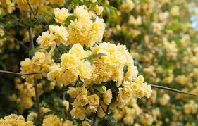 Pianta palustre a fiori gialli; Pianta Con Fiori Gialli A Grappolo