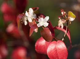 Image result for Eugenia