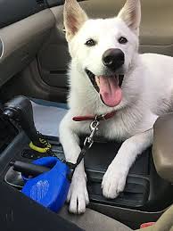 Whether you're looking for a playful puppy or an older companion, we have the perfect dog for you. Garden Grove Ca Husky Meet Moon A Pet For Adoption