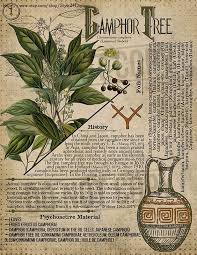 No 5 Book Of Shadows Printable Pages Of Ritual Poisonous Etsy Book Of Shadows Magic Herbs Magickal Herbs