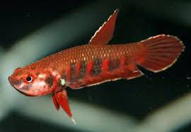 It has a population of 57,013. 6 Jensi Ikan Cupang Alam Wild Betta By Ikancupangku Com Medium