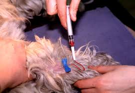 Check spelling or type a new query. Sampling Instructions Cornell University College Of Veterinary Medicine