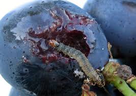 Image result for Lobesia botrana grapevine