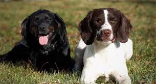 Review how much field spaniel puppies for sale sell for below. Puppies Springer Spaniels English Cocker Spaniels Field Bred Spaniels For Sale Stud Dogs Prairierose Gundogs Premium Field Bred English Springer Spaniels Cocker Spaniel Puppies For Sale