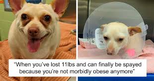 Image result for chihuahua big obesity