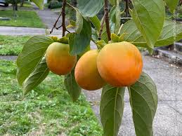Image result for Diospyros kirkii