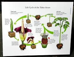 Corpse Flower Bloom Cycle Best Flower Wallpaper