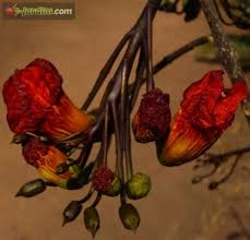 Image result for Fernandoa magnifica