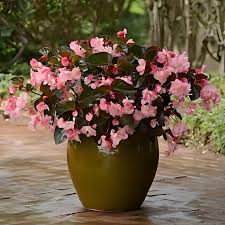 Image result for Begonia bequaertii