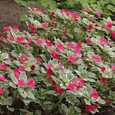 Image result for Impatiens wallerana