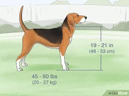 Image result for Harrier dog