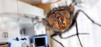 Professeur de sciences po grenoble accusé d'islamophobie : Tout Savoir Sur Les Mouches Et Comment Les Combattre Efficacement