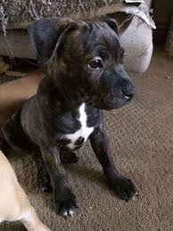 The staffordshire bull terrier's popularity has increased steadily over the past decade. Pin On Puppy