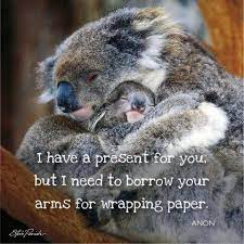 Pin By Lj On Koalas Inspirational Animal Quotes Koala Bear Koala