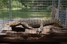 reptile cages water monitors reptile tanks for sale water monitor reptile tank reptile tanks for sale