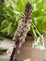 See more ideas about planting flowers, plants, beautiful flowers. Eucomis Sparkling Burgundy Bulbs From The Gold Medal Winning Harts Nursery
