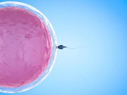 Ovulation occurs when your egg is released. Fertile Discharge Cervical Mucus Timeline