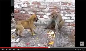 Free Funny Videos Funny Png Download free funny videos any time.