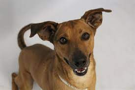 A1411535 Beau Humane Society Of The Pikes Peak Region Losing A Pet Animal Law Humane Society