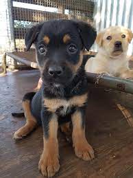 Rspca Nsw Border Collie Cross Labrador Retriever Pups Facebook