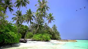 Beach pictures with palm trees. Tropical Island View With Beautiful White Sand Beach Relaxing Ocean Waves And Waving Palm Trees Youtube