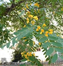 Maybe you would like to learn more about one of these? Tipuana Tipu Tipuana Speciosa Machaerium Tipu Machaerium Fertile Yellow Jacaranda Rosewood Tipu Tree Pride Of Bolivia Racehorse Tree Yellow Jacaranda Mtipia Toptropicals Com