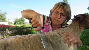 Zur wunschliste hinzufügen in den warenkorb. Schafe Scheren Mal Anders Natur Wald Kindergeburtstag Holzbackofen Genuss Krauter