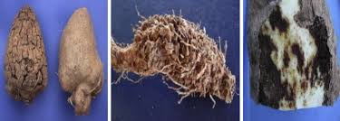 Image result for Dioscorea cayenensis