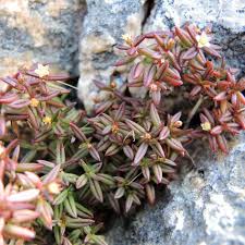 Image result for Crassula maputensis