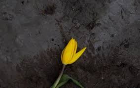 17 августа отмечают день ванильного заварного крема. Fofdiqv7xtqcbm