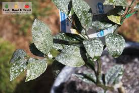 Often called kaolin clay or china clay, it is absolutely white in colour. After Spraying With Kaolin Clay Leaf Root Fruit Gardening Services