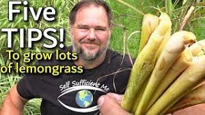 Maybe you would like to learn more about one of these? 5 Tips How To Grow A Ton Of Lemongrass At Home Youtube