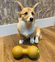 Over time, their cuteness and their adorable faces led them to be domesticated. Corgi Puppies Shelbyville Tn Corgi Puppies For Adoption Facebook