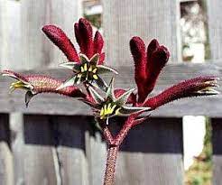 Anigozanthos Red Cross Red Kangaroo Paw Perennial Kangaroo Paw Plants Red Flowers